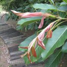 Ficus subpisocarpa Cuttings – 2 Rare Ficus Bonsai Starter Stems for Rooting or Propagation Ficus subpisocarpa Cuttings – 2 Rare Ficus Bonsai Starter Stems for Rooting or Propagation