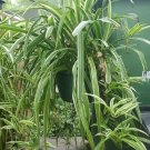 Reverse Variegated Curly Spider Plant – 16 Pups Chlorophytum comosum ‘Bonnie’ Cuttings Reverse Variegated Curly Spider Plant – 16 Pups Chlorophytum comosum ‘Bonnie’ Cuttings