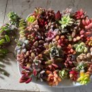 Succulent Cuttings Set – 40 Colorful Mixed Varieties of Live Unrooted Plants for Propagation Succulent Cuttings Set – 40 Colorful Mixed Varieties of Live Unrooted Plants for Propagation