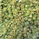 String of Turtles Cuttings – 4 Peperomia prostrata Live Succulent Vines for Propagation