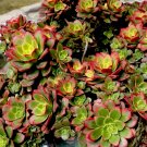Aeonium Kiwi Variegated Cutting – 2–3” Aeonium haworthii Rare Unrooted Succulent