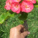 Euphorbia Milii Crown of Thorns Cutting – Thai Hybrid 10” Corona de Cristo Succulent Euphorbia Milii Crown of Thorns Cutting – Thai Hybrid 10” Corona de Cristo Succulent