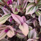 2 Pink Tradescantia Nanouk Plants – Rare Variegated Indoor Spiderwort in 2” Pots 2 Pink Tradescantia Nanouk Plants – Rare Variegated Indoor Spiderwort in 2” Pots