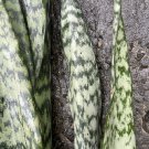 Snake Plant Leaf Cuttings – 4 Hawaii-Grown Sansevieria trifasciata Starters