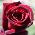 Taboo Rose Cuttings – 3 Rare Rosa ‘Taboo’ Hybrid Tea Rose for Rooting or Grafting Taboo Rose Cuttings – 3 Rare Rosa ‘Taboo’ Hybrid Tea Rose for Rooting or Grafting