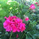 Ivy Geranium Cuttings – 6 Hot Pink Pelargonium peltatum 6” Live Starter Plants