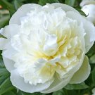 Peony Root ‘Duchesse de Nemours’ – Paeonia lactiflora Perennial 2–3 Eye Starter Plant Peony Root ‘Duchesse de Nemours’ – Paeonia lactiflora Perennial 2–3 Eye Starter Plant