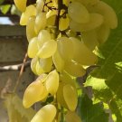 Gold Finger Grape Cuttings – 2 Healthy Vitis Vinifera Nodes for Grafting or Rooting