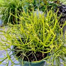 Pencil Cactus Cuttings – 10 Euphorbia tirucalli Succulent Stems for Propagation or Planting