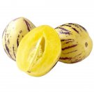 Pepino Melon Cuttings – 10 Fresh Solanum muricatum Starter Plants for Rooting or Grafting
