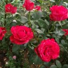 Red Rose Cuttings – Set of 3 Unrooted 6–8in Rosa hybrida Flowering Shrub Plants for Planting Red Rose Cuttings – Set of 3 Unrooted 6–8in Rosa hybrida Flowering Shrub Plants for Planting