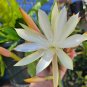 Epiphyllum ‘Pixie Dust’ Cuttings – 8–10in Unrooted Orchid Cactus Segments for Planting