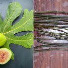 White Kadota Fig Cuttings – Set of 5 Ficus carica Stems + Willow Water for Rooting Success