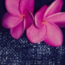 retty in Pink Plumeria – Rooted 9in+ Cutting, Plumeria rubra Frangipani Flowering Plant