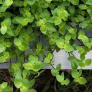 Dwarf Bolivian Wandering Jew – 15 Cuttings Callisia repens Tradescantia Minima Houseplant Dwarf Bolivian Wandering Jew – 15 Cuttings Callisia repens Tradescantia Minima Houseplant