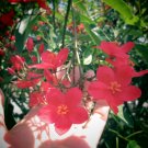 Jatropha integerrima Peregrina – 4–12in Red Flowering Tree Shrub Cuttings Tropical Plant