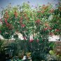 Jatropha integerrima Peregrina – 4–12in Red Flowering Tree Shrub Cuttings Tropical Plant