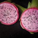 Townsend Pink Dragon Fruit Cutting – 6in+ Organic Pitaya Hylocereus Hybrid for Rooting Townsend Pink Dragon Fruit Cutting – 6in+ Organic Pitaya Hylocereus Hybrid for Rooting