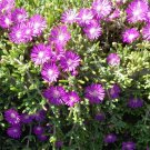 Creeping Ice Plant Cuttings – 25 Delosperma cooperi Purple Pink Ground Cover Succulent Creeping Ice Plant Cuttings – 25 Delosperma cooperi Purple Pink Ground Cover Succulent