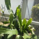 Epiphyllum Orchid Cactus – 2 Rooted Cuttings 10in+ Each, Color Unknown Hybrid Plant Epiphyllum Orchid Cactus – 2 Rooted Cuttings 10in+ Each, Color Unknown Hybrid Plant