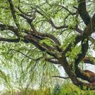 Corkscrew Willow Tree – Salix matsudana ‘Tortuosa’ Bare Root 2–3ft Twisting Branch Tree Corkscrew Willow Tree – Salix matsudana ‘Tortuosa’ Bare Root 2–3ft Twisting Branch Tree
