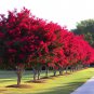 Crape Myrtle Red Rocket Cuttings – 5 Fresh Unrooted Stems for Rooting or Grafting