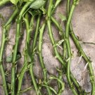 10 Rooted Sweet Potato Slips – Healthy Cutting Vines Ready to Plant in Garden Beds 10 Rooted Sweet Potato Slips – Healthy Cutting Vines Ready to Plant in Garden Beds