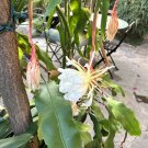Queen of the Night Cuttings – 8 Epiphyllum Orchid Cactus White Blooming Plant Starts Queen of the Night Cuttings – 8 Epiphyllum Orchid Cactus White Blooming Plant Starts