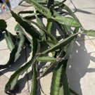 Dragon Fruit Cuttings Box – Fresh Hylocereus Pitaya Cactus Stems 8–14 Inches for Planting Dragon Fruit Cuttings Box – Fresh Hylocereus Pitaya Cactus Stems 8–14 Inches for Planting
