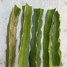 White Dragon Fruit Cuttings – 5pcs 8” Self-Pollinating Hylocereus Cactus Ready to Plant White Dragon Fruit Cuttings – 5pcs 8” Self-Pollinating Hylocereus Cactus Ready to Plant