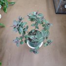 Tradescantia Zebrina “Leprechaun” – Wandering Jew Plant Cuttings for Indoor Hanging Pots Tradescantia Zebrina “Leprechaun” – Wandering Jew Plant Cuttings for Indoor Hanging Pots