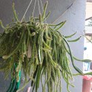 Dog Tail Cactus Cuttings β 5 Unrooted Aporocactus Flagelliformis βMedusaβ Cola de Perro Dog Tail Cactus Cuttings β 5 Unrooted Aporocactus Flagelliformis βMedusaβ Cola de Perro