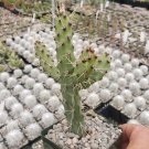 Opuntia Consolea Falcata – Live Cactus Cutting Succulent Pad Real Plant for Propagation Opuntia Consolea Falcata – Live Cactus Cutting Succulent Pad Real Plant for Propagation