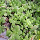 Creeping Sedum Cuttings – 20 Succulent Groundcover Perennial Plants for Garden Borders Creeping Sedum Cuttings – 20 Succulent Groundcover Perennial Plants for Garden Borders