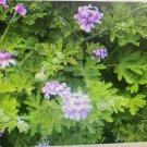 Citronella Rose Geranium – 4 Pelargonium graveolens Scented Plant Cuttings Pink Blooms Citronella Rose Geranium – 4 Pelargonium graveolens Scented Plant Cuttings Pink Blooms