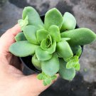 Crassula Orbicularis Succulent Plant 2 Inch – Round Leaf Succulent for Home Garden Decor