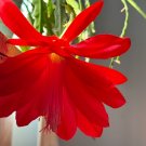 Epiphyllum Orchid Cactus Cuttings – 6 Red Flower Cuttings 6–8 Inch Long for Planting Epiphyllum Orchid Cactus Cuttings – 6 Red Flower Cuttings 6–8 Inch Long for Planting