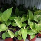 Rooted Pothos Devil’s Ivy Plants – 2 Live 5–6 Inch Bare Root Cuttings for Indoor Decor
