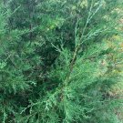 Eastern Red Cedar Cuttings – 12 Unrooted 8–12" Stems for Crafts or Propagation (NC Grown)