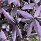 Tradescantia pallida Purple Heart Cuttings – 6 Live Unrooted Stems Wandering Plant for Planting Tradescantia pallida Purple Heart Cuttings – 6 Live Unrooted Stems Wandering Plant for Planting