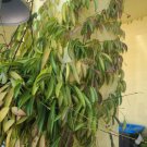 Hoya wayetii Cutting – 3+ Node Fresh Tropical Wax Plant Vine with Pretty Pink Flowers