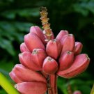 Bordelon Musa Banana Tree – Small Rooted Starter Plant Tropical Ornamental Banana Bordelon Musa Banana Tree – Small Rooted Starter Plant Tropical Ornamental Banana