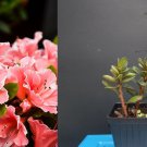 Encore Azalea Autumn Sunburst – Well Rooted Starter Plant with Pink & White Blooms Encore Azalea Autumn Sunburst – Well Rooted Starter Plant with Pink & White Blooms
