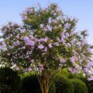 Lilac Purple Crepe Myrtle Cuttings – 5 Fresh Unrooted Lagerstroemia indica Flowering Stems Lilac Purple Crepe Myrtle Cuttings – 5 Fresh Unrooted Lagerstroemia indica Flowering Stems