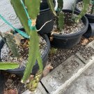 Taiwan Orange Dragon Fruit Cutting – 10–15 Inch Hylocereus Hybrid Rare Pitaya Variety Taiwan Orange Dragon Fruit Cutting – 10–15 Inch Hylocereus Hybrid Rare Pitaya Variety