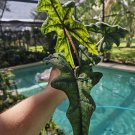 Alocasia Jacklyn Plant – Rare Tropical Aroid with Deeply Lobed Green Leaves for Indoor Decor Alocasia Jacklyn Plant – Rare Tropical Aroid with Deeply Lobed Green Leaves for Indoor Decor