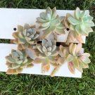 Graptopetalum paraguayense – 6 Pink Ghost Plant Cuttings or Bare Rooted Succulents Graptopetalum paraguayense – 6 Pink Ghost Plant Cuttings or Bare Rooted Succulents