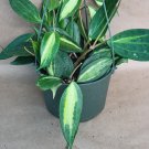 Hoya macrophylla ‘Reverse Pot of Gold’ – Rare Variegated 4” Live Tropical Plant