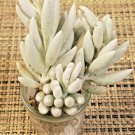 Senecio haworthii Cutting – 4” Unrooted Cocoon Plant, White Succulent for Garden Decor Senecio haworthii Cutting – 4” Unrooted Cocoon Plant, White Succulent for Garden Decor