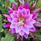 Purple Epiphyllum Cutting – Orchid Cactus Stem with Large Tropical Blooms Unrooted